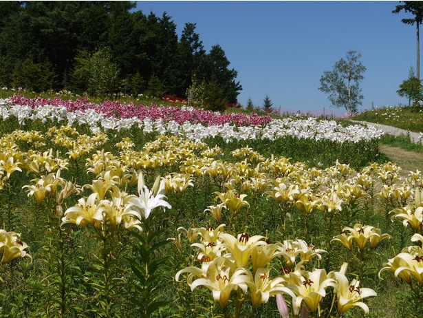約50種400万輪のユリが園内に咲き誇る 栃木県ハンターマウンテン塩原で ゆり博19 開催 ウォーカープラス