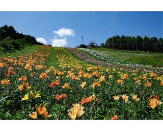 約50種400万輪のユリが園内に咲き誇る！栃木県ハンターマウンテン塩原で「ゆり博2019」開催