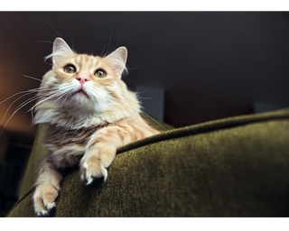 ほっこり癒やされる猫づくしの展覧会！長崎県の佐世保市博物館島瀬美術センターで企画展開催