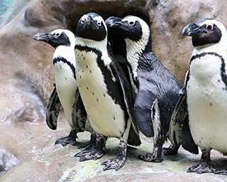 懐中電灯で夜の水族館を探索！北海道札幌市で「まっくら・ナイトウォッチング」開催