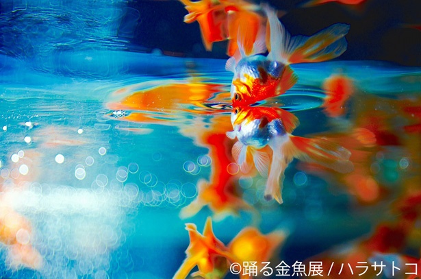 金魚の写真やイラスト、グッズを集めた展覧会「踊る金魚展 in 名古屋」