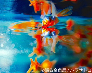 踊る金魚展 In 名古屋 愛知県 の情報 ウォーカープラス
