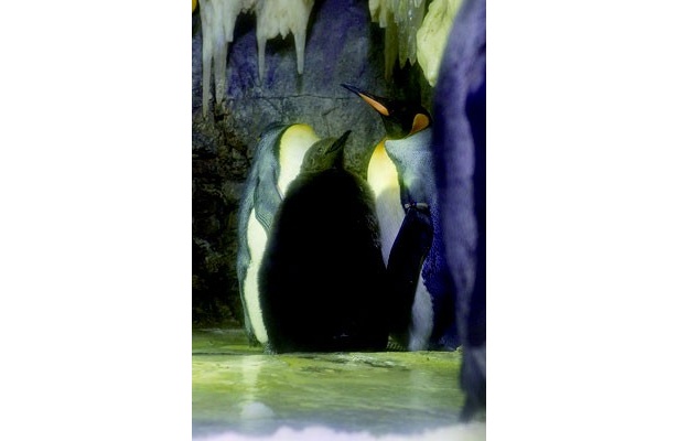 親子揃ってずんぐりむっくりな風ぼうのオウサマペンギン