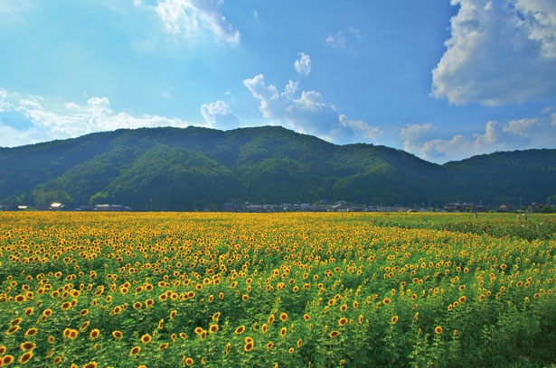 今年で30周年を迎える西日本最大級のヒマワリ畑に感動/佐用町南光ひまわり畑