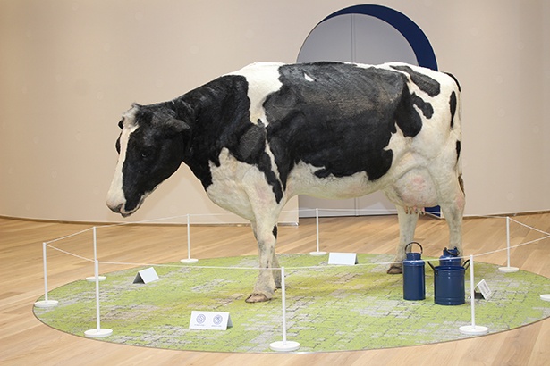 乳牛の模型は、長澤まさみが出演したカルピスのCMで実際に使用された