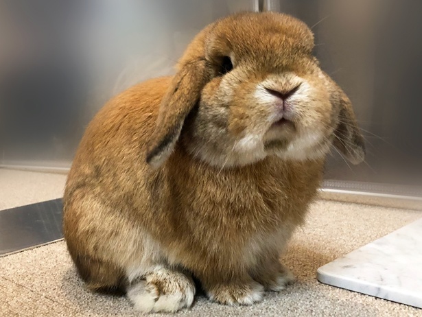 ふわもこなタレ耳ウサギ、もこちゃん
