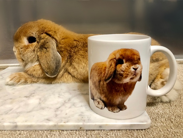 ふわもこなタレ耳ウサギ、もこちゃん