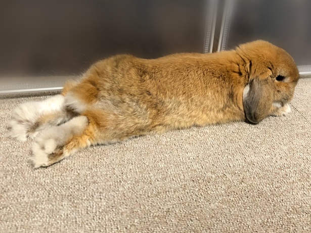 ふわもこなタレ耳ウサギ、もこちゃん