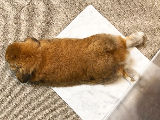 ふわもこなタレ耳ウサギ、もこちゃん