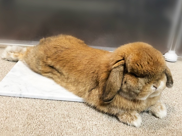 ふわもこなタレ耳ウサギ、もこちゃん