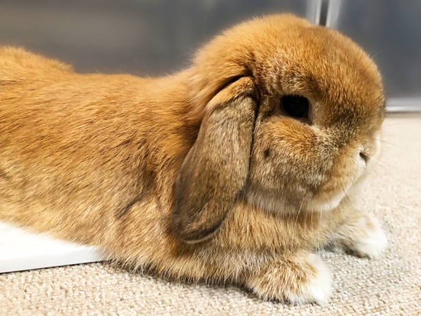 ふわもこなタレ耳ウサギ、もこちゃん