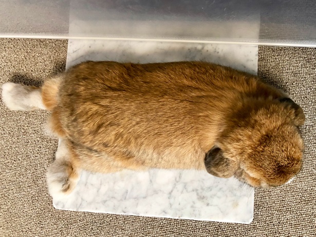 ふわもこなタレ耳ウサギ、もこちゃん