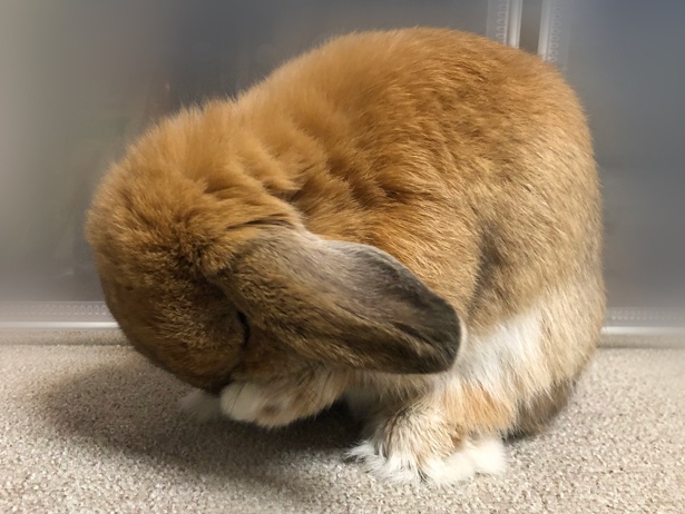 ふわもこなタレ耳ウサギ、もこちゃん