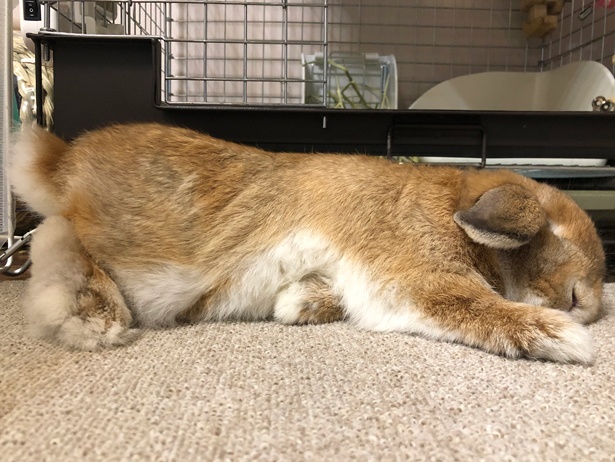 ふわもこなタレ耳ウサギ、もこちゃん