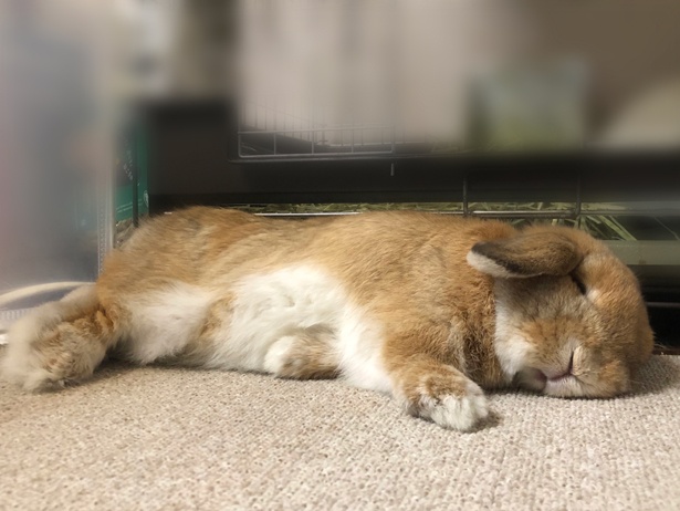 ふわもこなタレ耳ウサギ、もこちゃん