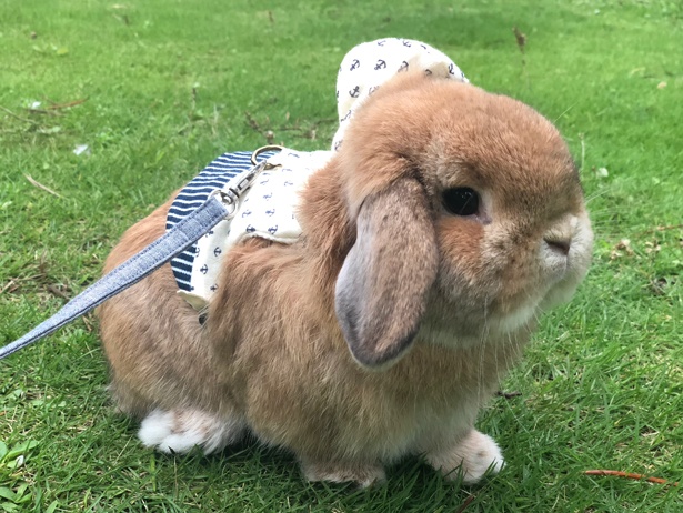ふわもこなタレ耳ウサギ、もこちゃん