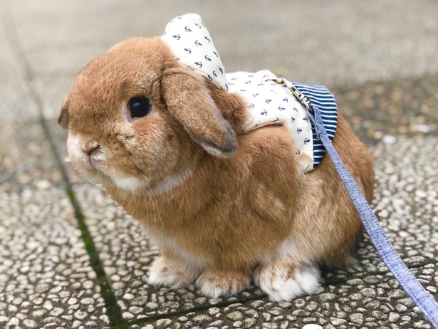 ふわもこなタレ耳ウサギ、もこちゃん