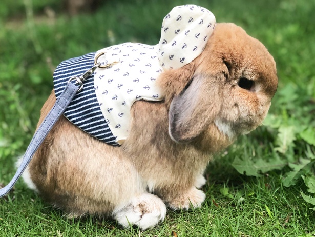 ふわもこなタレ耳ウサギ、もこちゃん