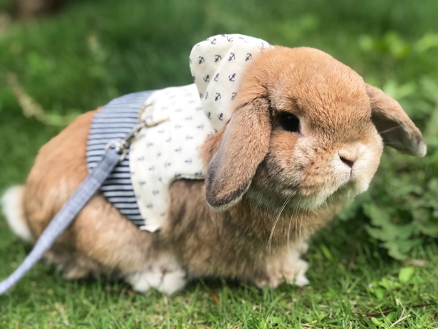 ふわもこなタレ耳ウサギ、もこちゃん