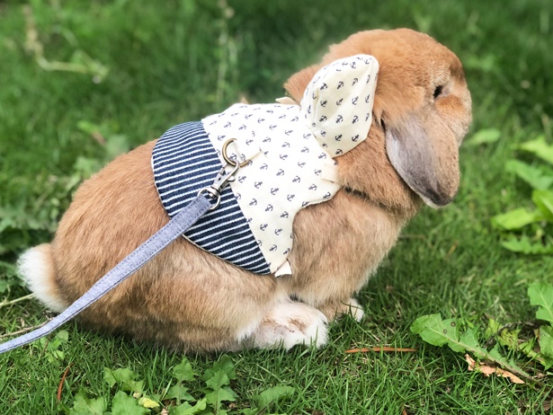 ふわもこなタレ耳ウサギ、もこちゃん