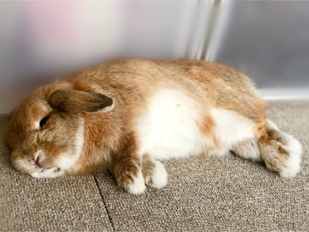 ふわもこなタレ耳ウサギ、もこちゃん