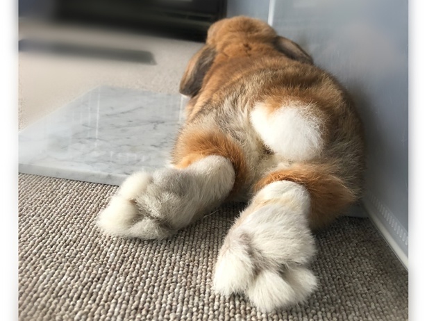ふわもこなタレ耳ウサギ、もこちゃん
