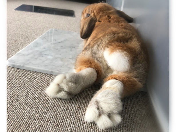 ふわもこなタレ耳ウサギ、もこちゃん