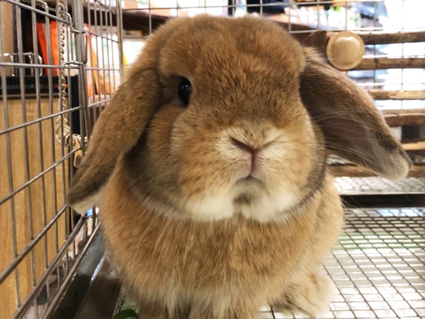 ふわもこなタレ耳ウサギ、もこちゃん