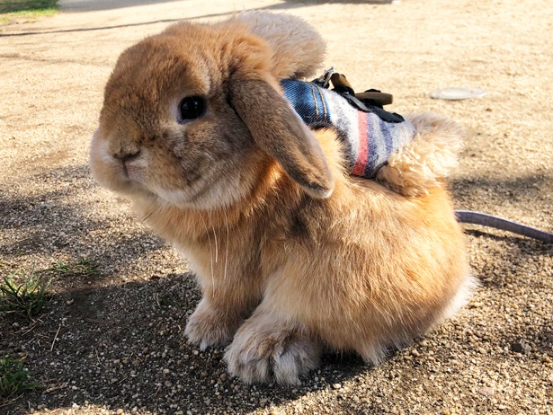 ふわもこなタレ耳ウサギ、もこちゃん
