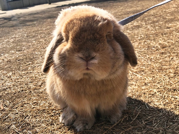 ふわもこなタレ耳ウサギ、もこちゃん