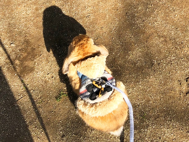 ふわもこなタレ耳ウサギ、もこちゃん