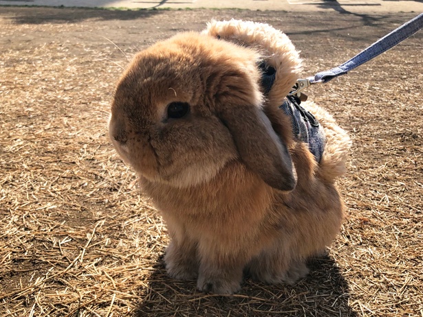 ふわもこなタレ耳ウサギ、もこちゃん