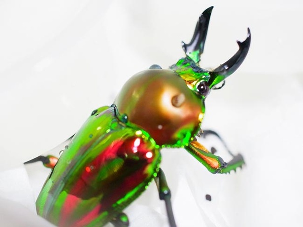 画像2 2 宝石のように美しい昆虫が大集合 岐阜市科学館で キラキラの昆虫展19 開催中 ウォーカープラス