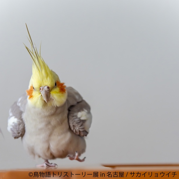 画像4 10 鳥の合同写真展 鳥物語トリストーリー展 が名古屋で8月末から開催 ウォーカープラス