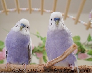 鳥の合同写真展「鳥物語トリストーリー展」が名古屋で8月末から開催！