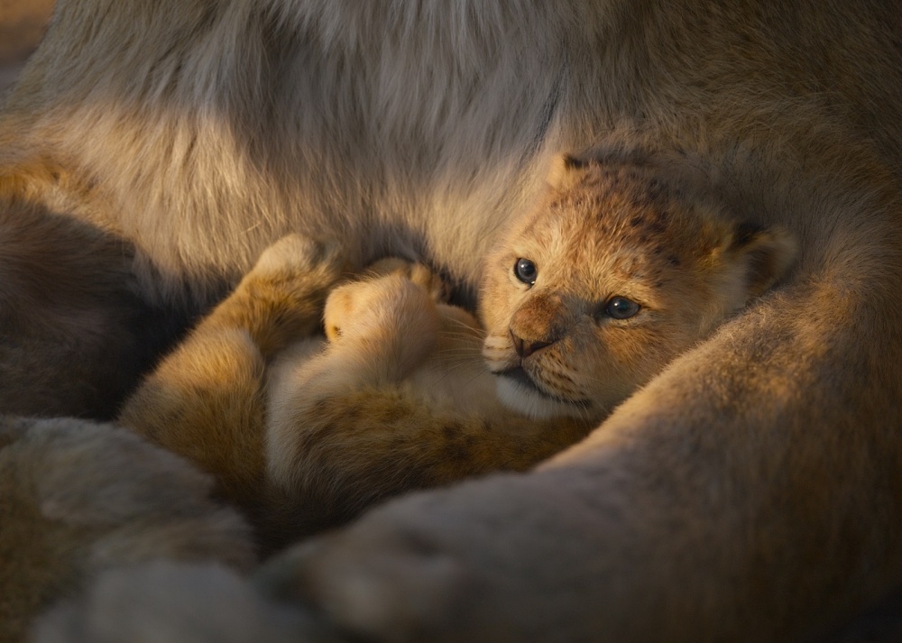 “超実写”なCGがスゴい!『ライオン・キング』のモフモフすぎる動物たち