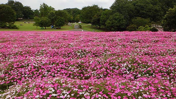 花畑をピンクに染める 国営武蔵丘陵森林公園でペチュニアが見頃 ウォーカープラス