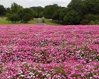 花畑をピンクに染める　国営武蔵丘陵森林公園でペチュニアが見頃