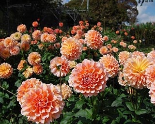色鮮やかな花輪が咲き誇る「ダリアまつり」が茨城県フラワーパークで開催中