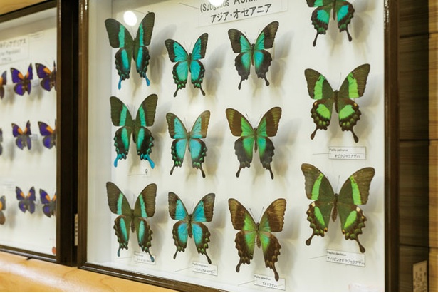 「昆虫館」では約80箱、2000点の標本を展示 / たびら昆虫自然園