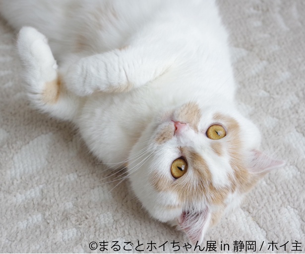 フォロワー数29万人越え!anan表紙で話題の猫「まるごとホイちゃん展」が静岡で開催