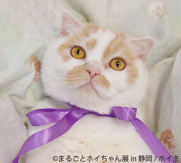 【画像を見る】フォロワー数29万人越え!anan表紙で話題の猫「まるごとホイちゃん展」が静岡で開催