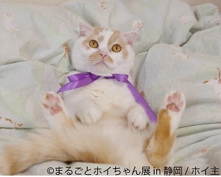 フォロワー数29万人越え!anan表紙で話題の猫「まるごとホイちゃん展」が静岡で開催