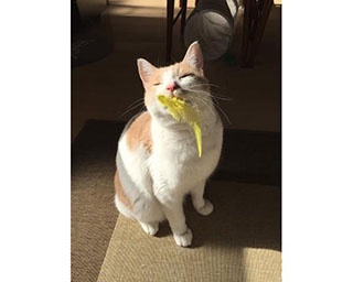 湯島の街が猫だらけになる20日間。「第9回 ねこまつり」開催