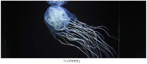 【写真を見る】クラゲ展示施設の季節展示では猛毒を持つクラゲ「ハブクラゲ」を見ることができる