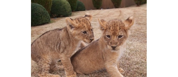 ｢アドベンチャーワールド｣で、10年11月に誕生した、4頭の赤ちゃんライオンも元気に成長中！