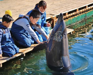 キュートなイルカに癒されて島の秘湯でリフレッシュ！熊本・天草方面のドライブスポット8選