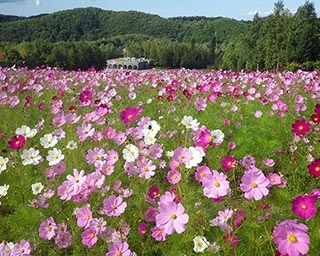 丘一面のコスモス畑は圧巻！北海道札幌市で「コスモスフェスタ」開催