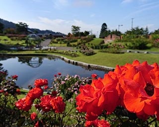 バラの咲き誇る秋！山形県の東沢バラ公園で「秋のバラまつり2019」開催