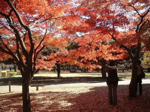 静謐な空間に紅葉の朱色が色を添える / 代々木公園 